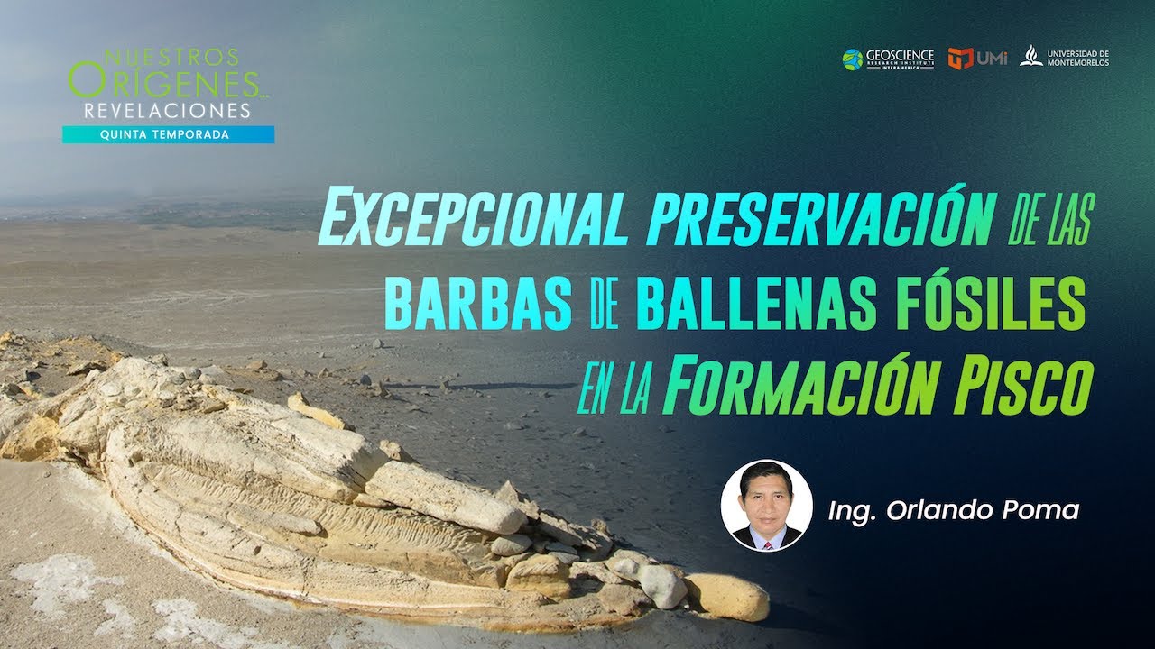 EXCEPCIONAL PRESERVACIÓN DE LAS BARBAS DE BALLENAS FÓSILES EN LA FORMACIÓN PISCO